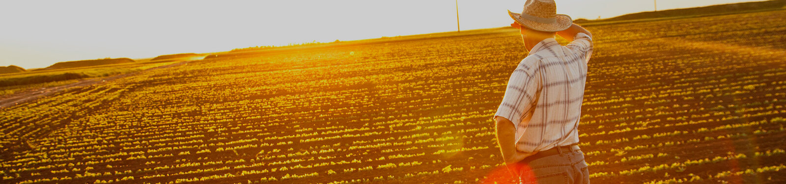 Compra de produtor rural: como funciona?